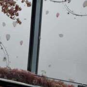 ヒメ日記 2025/04/08 06:15 投稿 やよい 西船人妻花壇