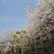 ヒメ日記 2025/04/09 12:09 投稿 やよい 西船人妻花壇