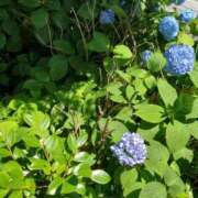 ヒメ日記 2025/06/02 13:15 投稿 やよい 西船人妻花壇