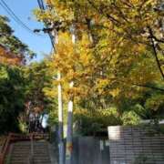 ヒメ日記 2025/11/24 14:03 投稿 やよい 西船人妻花壇