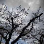 ヒメ日記 2026/04/04 13:34 投稿 やよい 西船人妻花壇