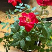 ヒメ日記 2024/12/09 20:44 投稿 柊ねね ヌルテカ