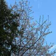 ヒメ日記 2025/04/07 18:50 投稿 柊ねね ヌルテカ