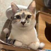 ヒメ日記 2026/01/09 22:30 投稿 浅倉　一花 スッキリ商事