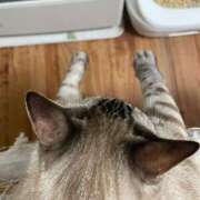 ヒメ日記 2024/12/21 21:48 投稿 【もえ】パイパン巨乳が凄い バブルリングプラス