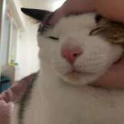 ヒメ日記 2024/12/24 05:33 投稿 【もえ】パイパン巨乳が凄い バブルリングプラス