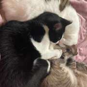 ヒメ日記 2025/04/09 23:03 投稿 【もえ】パイパン巨乳が凄い バブルリングプラス