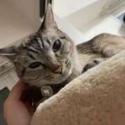 ヒメ日記 2025/05/04 22:19 投稿 【もえ】パイパン巨乳が凄い バブルリングプラス