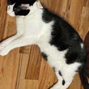 ヒメ日記 2025/05/21 22:13 投稿 【もえ】パイパン巨乳が凄い バブルリングプラス