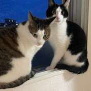 ヒメ日記 2025/06/14 22:03 投稿 【もえ】パイパン巨乳が凄い バブルリングプラス