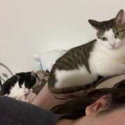 ヒメ日記 2025/06/27 13:27 投稿 【もえ】パイパン巨乳が凄い バブルリングプラス