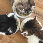 ヒメ日記 2025/09/03 05:39 投稿 【もえ】パイパン巨乳が凄い バブルリングプラス