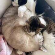 ヒメ日記 2025/09/11 22:45 投稿 【もえ】パイパン巨乳が凄い バブルリングプラス