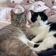 ヒメ日記 2025/09/30 22:00 投稿 【もえ】パイパン巨乳が凄い バブルリングプラス