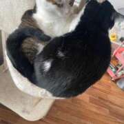 ヒメ日記 2025/11/27 04:27 投稿 【もえ】パイパン巨乳が凄い バブルリングプラス