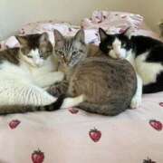 ヒメ日記 2025/12/02 03:48 投稿 【もえ】パイパン巨乳が凄い バブルリングプラス