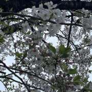 ヒメ日記 2025/05/04 06:18 投稿 ういか チューリップ土浦店