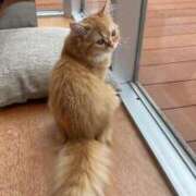 ヒメ日記 2025/05/11 17:18 投稿 ういか チューリップ土浦店