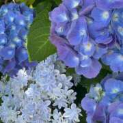 ヒメ日記 2025/05/19 12:18 投稿 ういか チューリップ土浦店