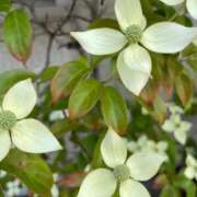 ヒメ日記 2025/05/25 17:18 投稿 ういか チューリップ土浦店