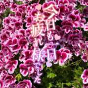 ヒメ日記 2025/05/26 15:24 投稿 ういか チューリップ土浦店