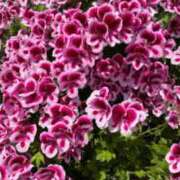 ヒメ日記 2025/06/08 15:08 投稿 ういか チューリップ土浦店