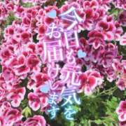 ヒメ日記 2025/06/22 05:58 投稿 ういか チューリップ土浦店