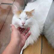 ヒメ日記 2025/08/02 17:18 投稿 ういか チューリップ土浦店