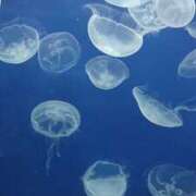 ういか ありがとうございました😊 チューリップ土浦店