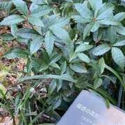 ヒメ日記 2026/01/14 23:41 投稿 ういか チューリップ土浦店