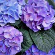 ヒメ日記 2025/06/08 13:03 投稿 はなび 熟女の風俗最終章 宇都宮店