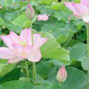 ヒメ日記 2025/07/17 21:04 投稿 はなび 熟女の風俗最終章 宇都宮店