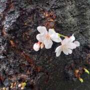 ヒメ日記 2026/01/04 11:19 投稿 はなび 熟女の風俗最終章 宇都宮店