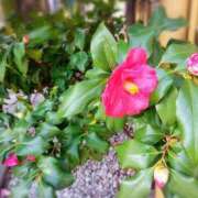 ヒメ日記 2026/01/12 14:31 投稿 はなび 熟女の風俗最終章 宇都宮店