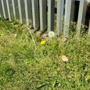 ヒメ日記 2025/04/09 23:01 投稿 なみ luxury spa 風雅