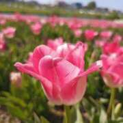 ヒメ日記 2025/04/01 15:02 投稿 せれん luxury spa 風雅