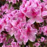 ヒメ日記 2025/04/25 14:00 投稿 せれん luxury spa 風雅