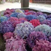 ヒメ日記 2025/06/10 14:01 投稿 せれん luxury spa 風雅