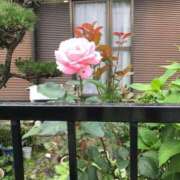 ヒメ日記 2025/06/20 18:43 投稿 つばめ 熟女の風俗最終章 八王子店