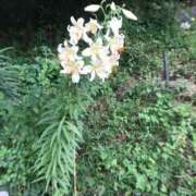 ヒメ日記 2025/07/14 00:53 投稿 つばめ 熟女の風俗最終章 八王子店