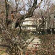 ヒメ日記 2026/01/21 12:23 投稿 つばめ 熟女の風俗最終章 八王子店