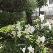 ヒメ日記 2025/07/15 12:53 投稿 つばめ 熟女の風俗最終章 所沢店