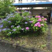 ヒメ日記 2025/06/19 05:23 投稿 つばめ 熟女の風俗最終章 立川店