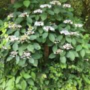 ヒメ日記 2025/06/21 21:23 投稿 つばめ 熟女の風俗最終章 立川店