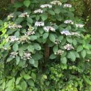 ヒメ日記 2025/06/22 19:53 投稿 つばめ 熟女の風俗最終章 立川店