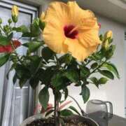 ヒメ日記 2025/10/10 21:18 投稿 つばめ 熟女の風俗最終章 立川店