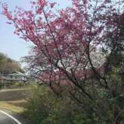 ヒメ日記 2026/04/05 04:33 投稿 つばめ 熟女の風俗最終章 立川店