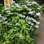 ヒメ日記 2026/06/17 21:43 投稿 つばめ 熟女の風俗最終章 立川店
