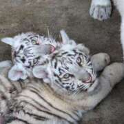 ヒメ日記 2025/04/18 18:48 投稿 みひろ 熟女の風俗最終章 高崎店