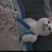 ヒメ日記 2025/07/18 20:14 投稿 真琴 多恋人倶楽部（山口）